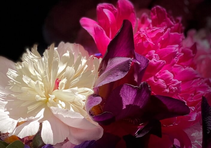 Terry Haas – ‘Flower Power’ – Photograph. 20 H X 24 W $250